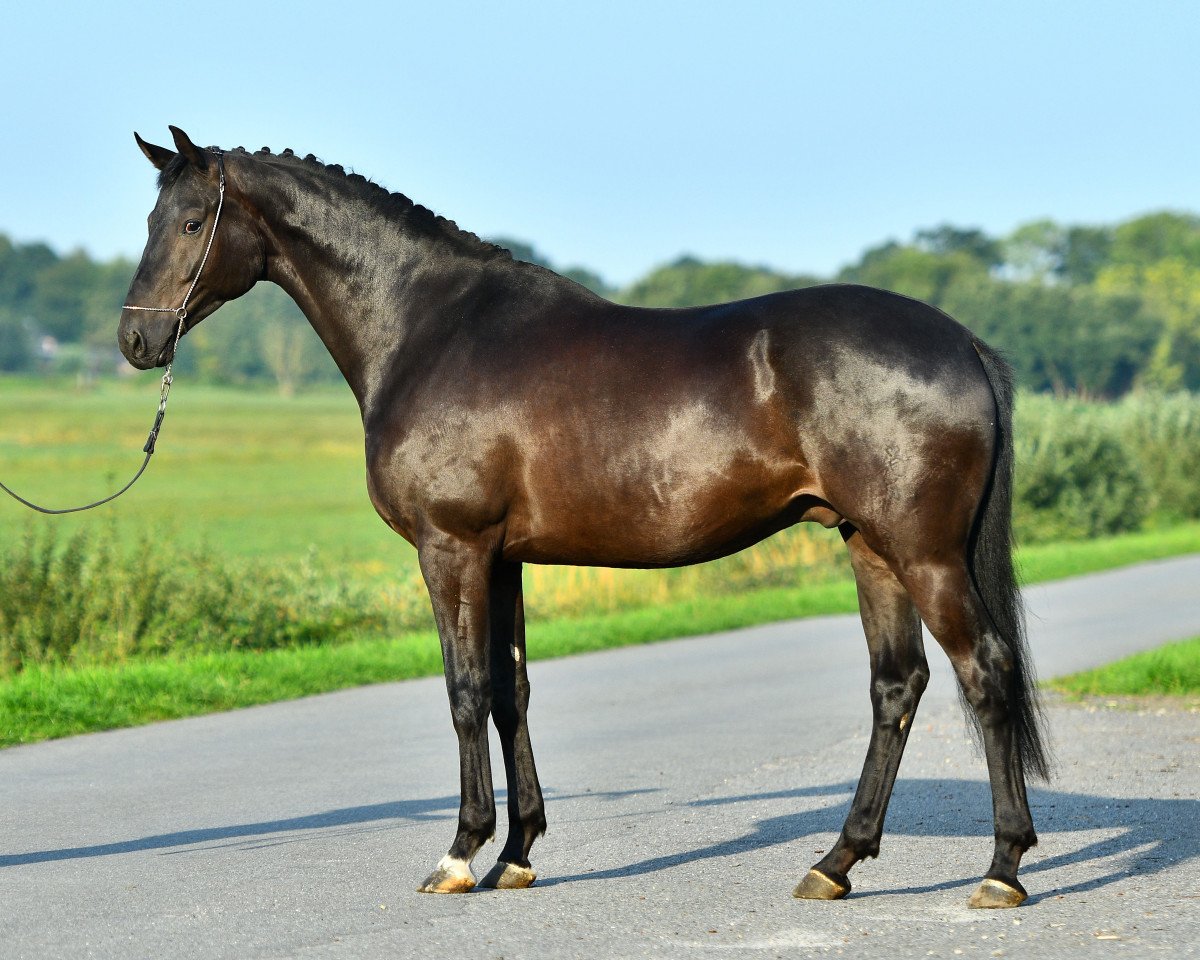 dressage horse Mr. Black 3 (Oldenburg, 2013, from E.H. Millennium)