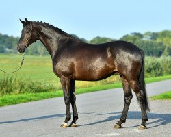 dressage horse Mr. Black 3 (Oldenburg, 2013, from E.H. Millennium)