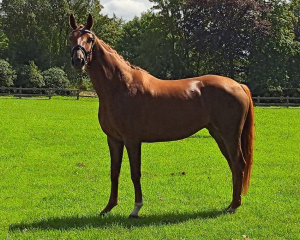 horse Fiona 686 (Hanoverian, 2019, from Floris Prince)