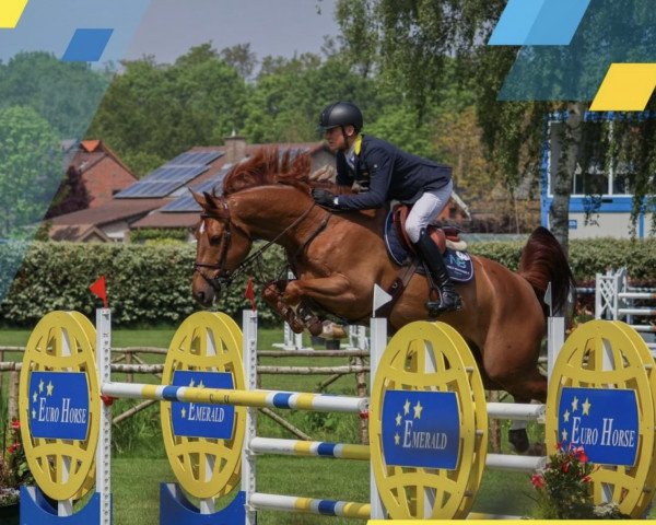 Springpferd Q-Sander van de Vosberg (Belgisches Warmblut, 2016, von Kassander van het Roosakker)