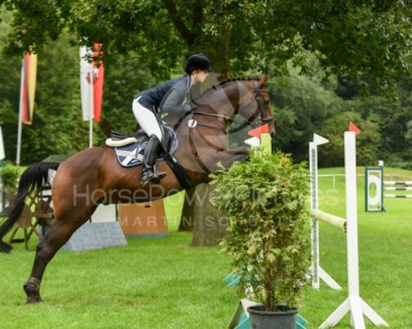 jumper Cancion (Trakehner, 2001, from Kaiserwalzer)