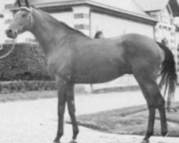 stallion L'Ensorceleur xx (Thoroughbred, 1972, from Le Fabuleux xx)