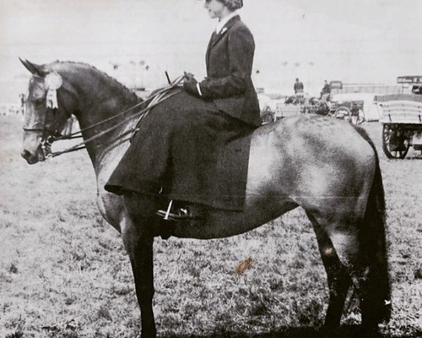 Zuchtstute Chirk Cattleya (Welsh Partbred, 1971, von Chirk Caradoc) Zuchtstute Chirk Cattleya (Welsh Partbred, 1971, von Chirk Caradoc)