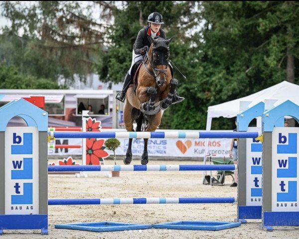 jumper Action Man (Oldenburg show jumper, 2014, from Action-Breaker)