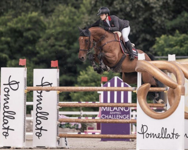 jumper Merida (Oldenburg show jumper, 2013, from Albführen's Memphis)