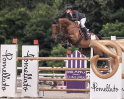jumper Merida (Oldenburg show jumper, 2013, from Albführen's Memphis)