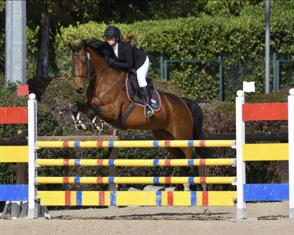 jumper Elite de la Roncière (Selle Français, 2014, from Diamant de Semilly)