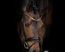 dressage horse Felina del Sol (Oldenburg, 2014, from Fürstenball)