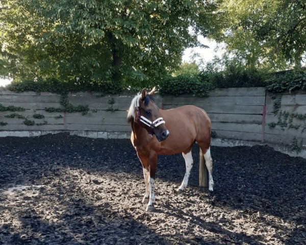 dressage horse Aila P (Lewitzer, 2015, from Andimo)