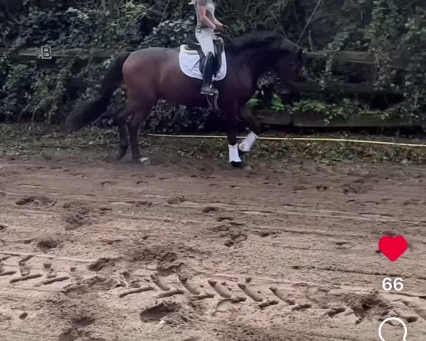 Video of Fürst Fandango