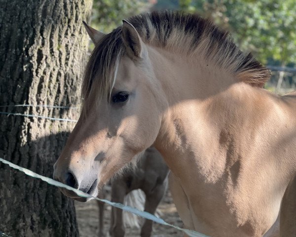 horse Juna (Fjord Horse, 2021, from Hisco)