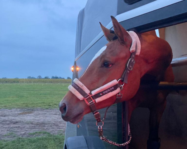 Springpferd Clarabella 7 (Holsteiner, 2019, von Cascadello)