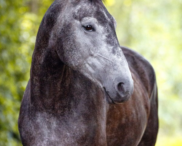 dressage horse Wynona 58 (Pinto / Hunter, 2018, from Söl'rings Question of honour) dressage horse Wynona 58 (Pinto / Hunter, 2018, from Söl'rings Question of honour)