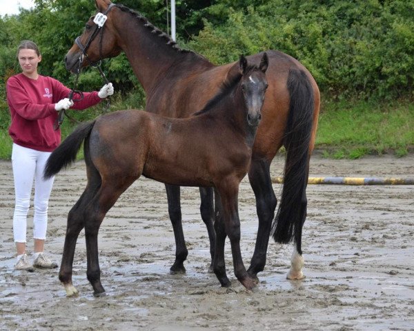 horse Stute von Cardentos / Contact Me (Holsteiner, 2023, from CARDENTOS)