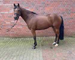 Pferd Wallach von D-Power AT / Dein Sunnyboy (Deutsches Reitpony, 2018, von D-Power AT)