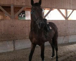 jumper Mercurius Key SR (KWPN (Royal Dutch Sporthorse), 2017, from Carrera VDL)