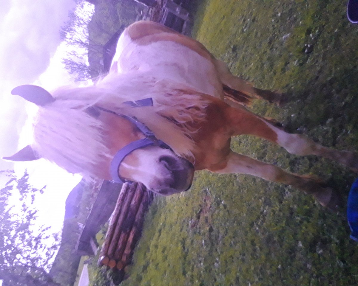 Springpferd Willi 26 (Österreichisches Reitpony, 2014)