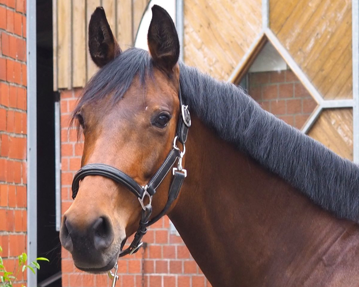jumper Bordana (Hanoverian, 2015, from Blockbuster)