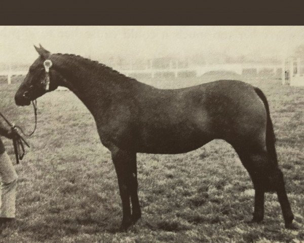 horse Forge Silbury Hill (British Riding Pony, 1968, from Mcgredy xx)