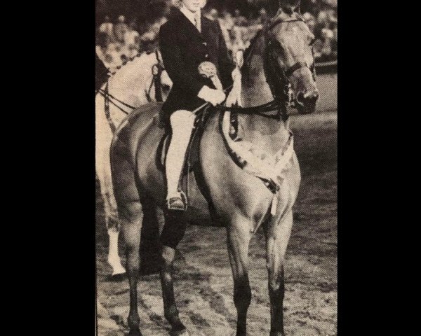 horse Runnings Park Brut (British Riding Pony, 1976, from Rosslyn Sandalwood)