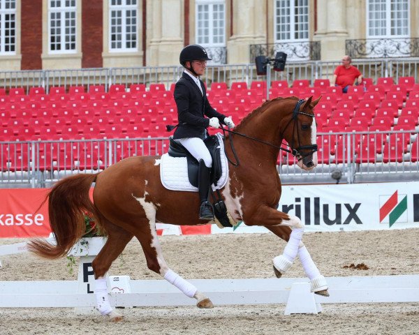 dressage horse Zaverio P (Westphalian, 2019, from Zoom)