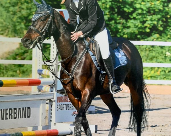 broodmare Bürgerhoffs Escada (German Riding Pony, 2014, from Sunny Boy)