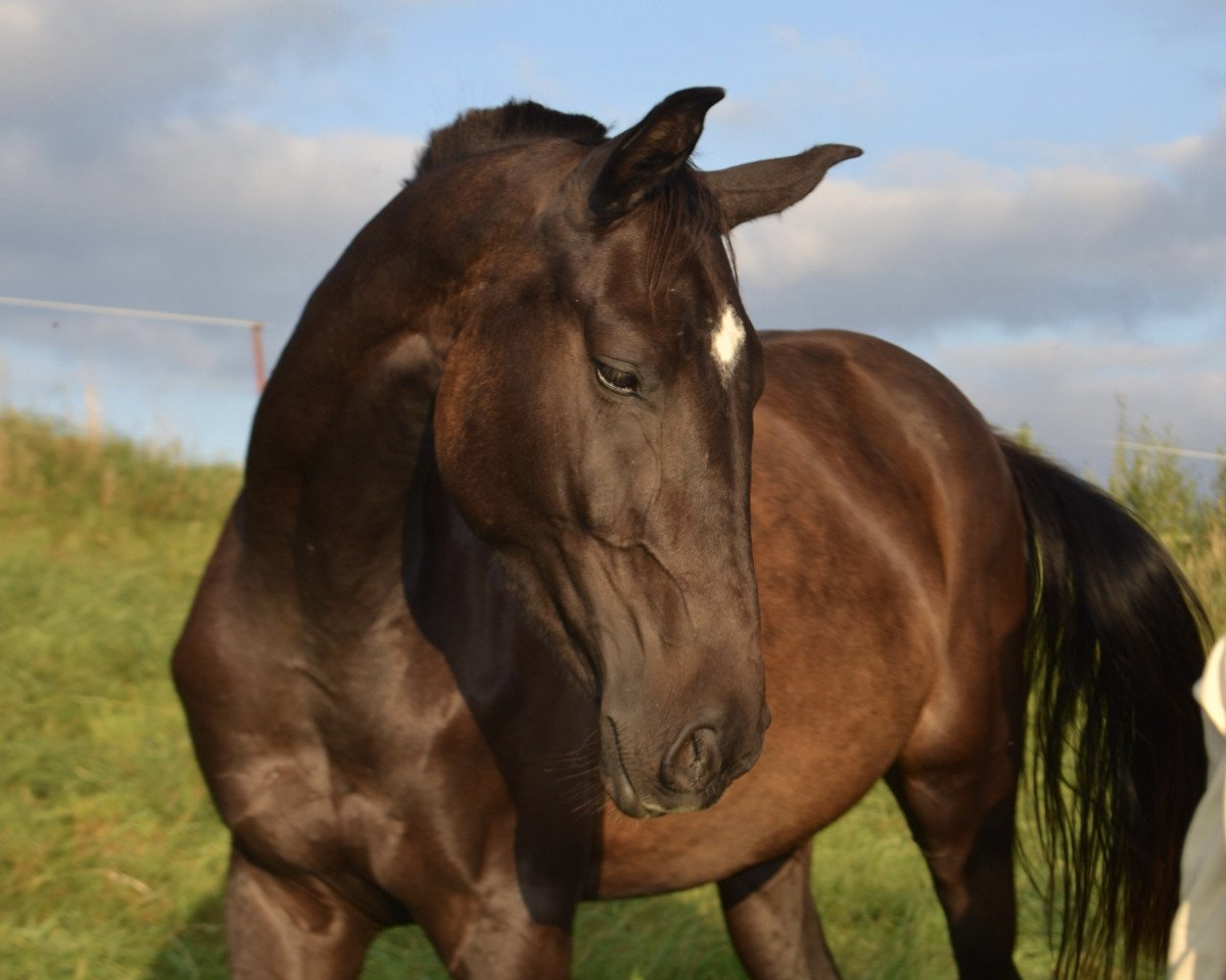 broodmare Chibiusa B (German Sport Horse, 2020, from Simonetti)