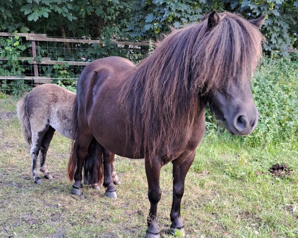 broodmare Marin v d Hanskamp (Shetland pony (under 87 cm),  , from The one and only)