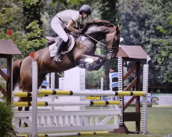broodmare Bugatti Veyron (Zangersheide riding horse, 2007, from Baron Cento Heldenlaan) broodmare Bugatti Veyron (Zangersheide riding horse, 2007, from Baron Cento Heldenlaan)