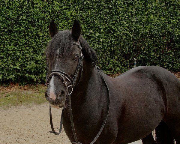 dressage horse Rockside Snow Queen (Welsh-Cob (Sek. C), 2013, from Crugybar Daniel)
