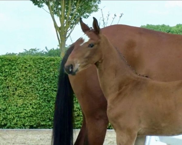 horse Hengst von Zackerey / First Ampere (Oldenburg, 2023, from Blue Hors Zackerey)