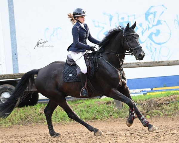 Springpferd Bellamy Skywalker (KWPN (Niederländisches Warmblut), 2015, von Bodinus)