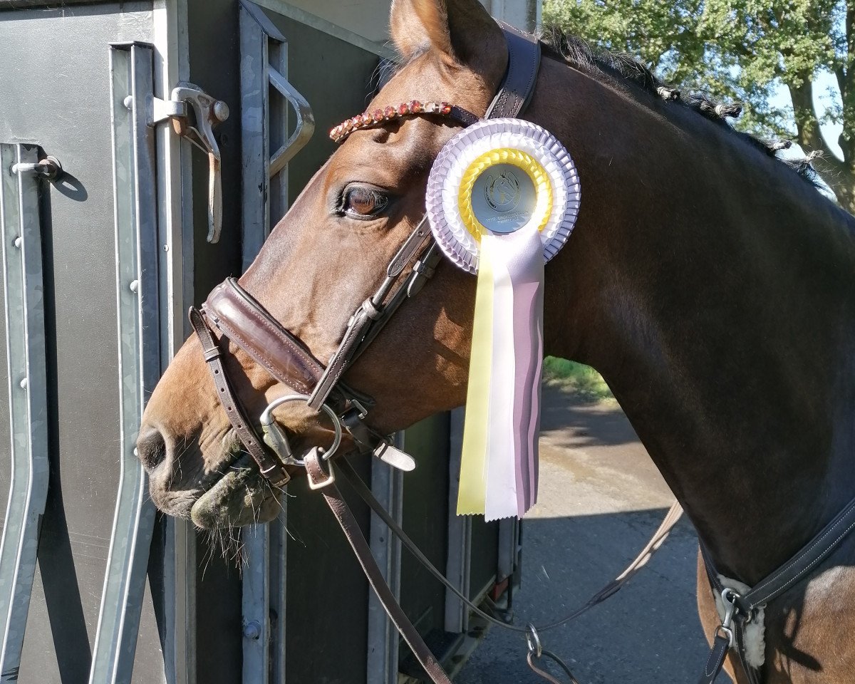 jumper Der Feine Prinz (German Riding Pony, 2008, from Der feine Lord AT)