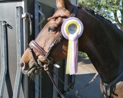 jumper Der Feine Prinz (German Riding Pony, 2008, from Der feine Lord AT)