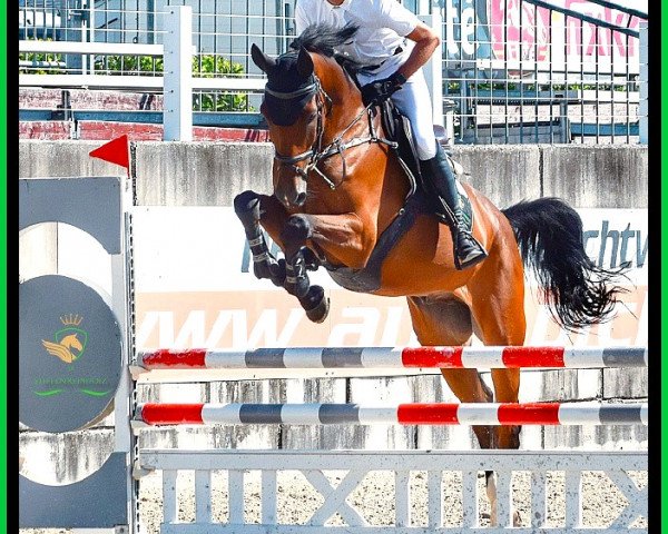 jumper SR - Tri Top - Z (Zangersheide riding horse, 2017, from Casino Grande)