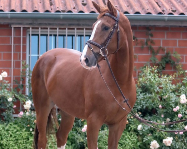 jumper Carresco Pj (Hanoverian, 2018, from Carridam)