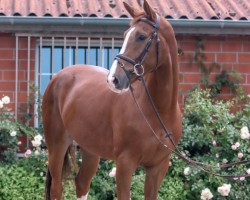 jumper Carresco Pj (Hanoverian, 2018, from Carridam)