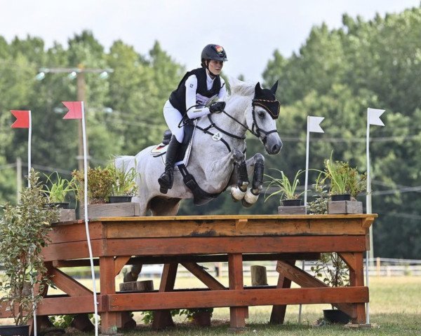 Jumper Marlon 192 (German Riding Pony, 2009, from Merlin)