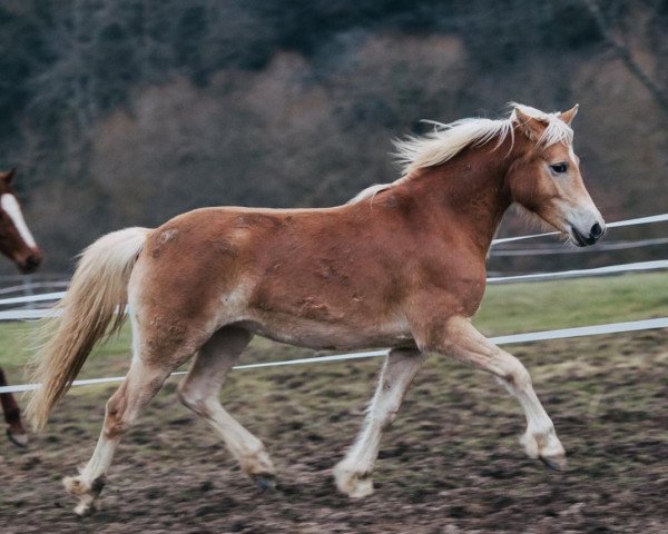 horse Ultra Cool (5,517% ox) (Edelbluthaflinger, 2021, from Armani Ass (4,004% ox))