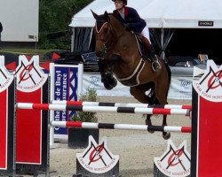 jumper Diamond Z (Zangersheide riding horse, 2012, from Diamant de Semilly)