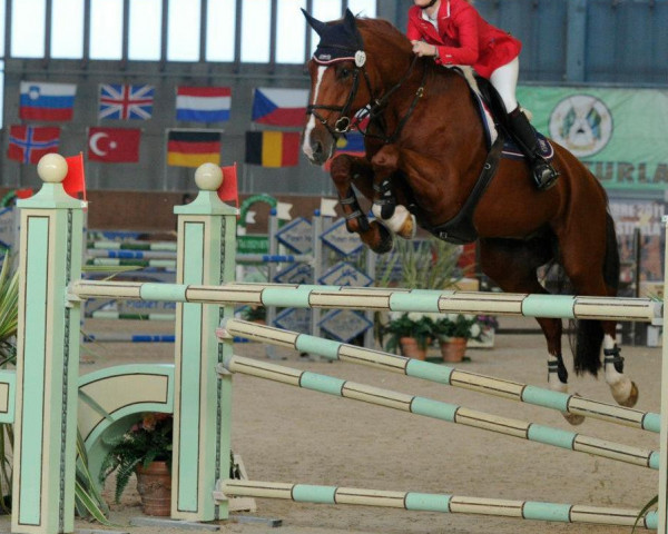 jumper Sunny Boy (KWPN (Royal Dutch Sporthorse), 1999, from Sable Rose)