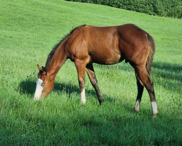 horse Whiz A Buck (Quarter Horse, 2023)