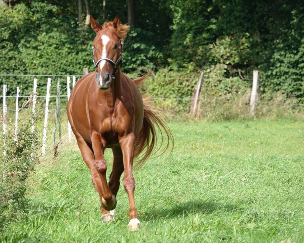 horse Selected (Westphalian, 2020, from Selectric)