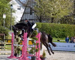 jumper Leesino (German Sport Horse, 2018, from Lasino)