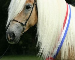Zuchtstute Lieske (Haflinger, 2003, von Abel)