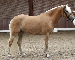 Zuchtstute Lisan van de Honesch (Haflinger, 2008, von Argentino II)