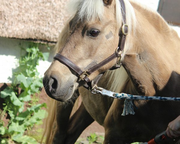 Zuchtstute Honey 138 (Deutsches Classic Pony, 2005, von Jacob's Kroenung) Zuchtstute Honey 138 (Deutsches Classic Pony, 2005, von Jacob's Kroenung)