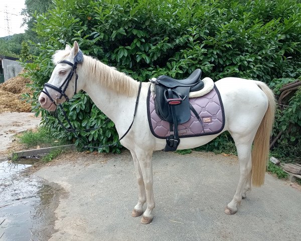broodmare Topend Ice Maiden (Welsh-Pony (Section B), 2013, from Eyarth Milan) broodmare Topend Ice Maiden (Welsh-Pony (Section B), 2013, from Eyarth Milan)