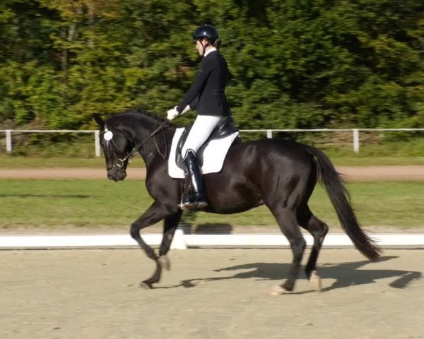 Reitturnier Heiligenwald 2023