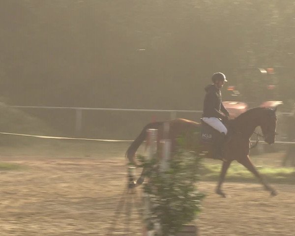 Reitturnier Heiligenwald 2023